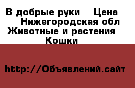 В добрые руки. › Цена ­ 5 - Нижегородская обл. Животные и растения » Кошки   